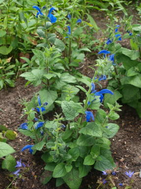 Salvia rejeitada por Cambridge Blue