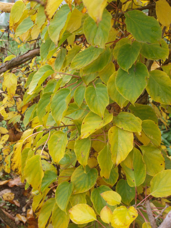 Actinidia arguta in autumn