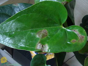 Spots on the leaves of anthurium from waterlogging of the soil