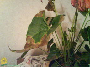 Manchas en las hojas de anthurium por anegamiento.