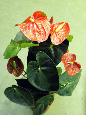 Anthurium Andre (Anthurium andreanum)