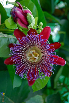 Passiflora رباعي السطوح (Passiflora quadrangularis)