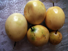 Valgomoji pasiflora (Passiflora edulis) arba pasifloros vaisius