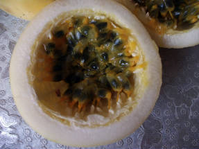 زهرة الآلام الصالحة للأكل (Passiflora edulis) ، أو فاكهة العاطفة