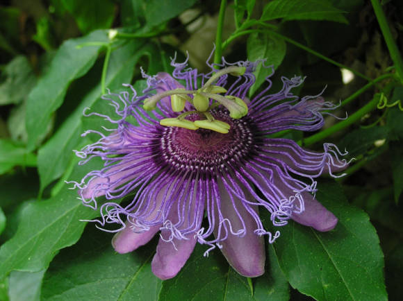 Passionflower இறைச்சி-சிவப்பு (Passiflora incarnata)