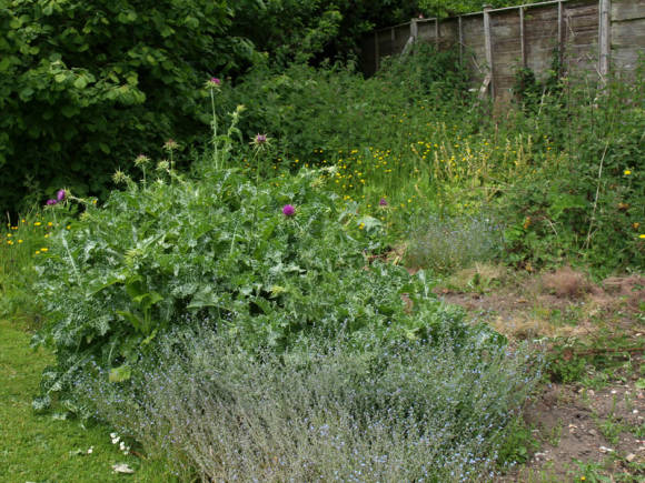 Cardo mariano (Silybum marianum) en el jardín