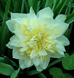 Narcissus Irene Copeland