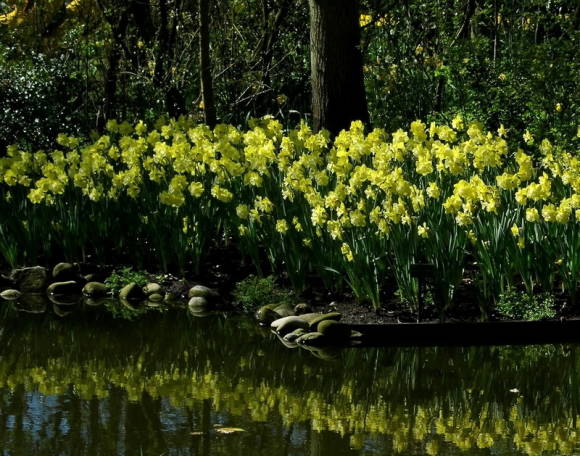 Narcissus Ananas Prinssi