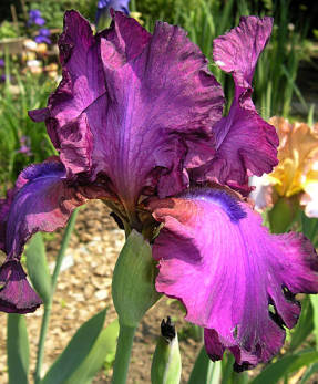 Iris romance gitano
