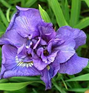 Doble rasero del iris siberiano