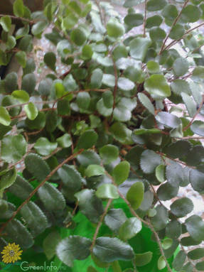 Pellet de hojas redondas (Pellaea rotundifolia)