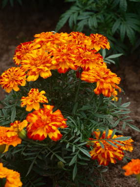 Marigolds rejected (Tagetes patula) Russian Size