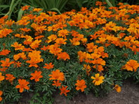 Rejected marigolds (Tagetes patula)