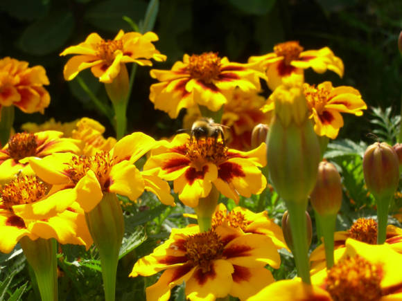 Rejected marigolds (Tagetes patula)