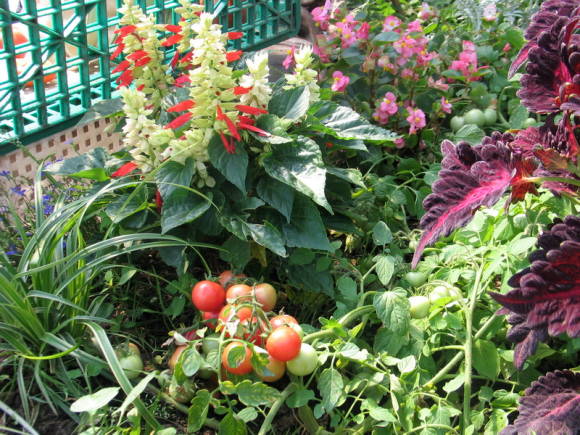 Καλλιέργεια ντομάτας στο μπαλκόνι