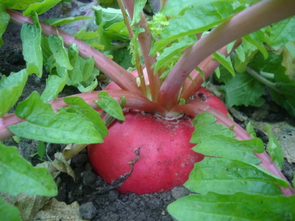 Radish Chinese Beauty of the Moscow Region