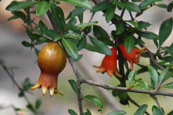 Common pomegranate (Punica granatum)
