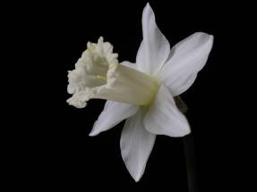 Narcissus Beersheba (grupo tubular)