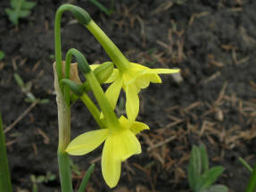 Narcissus Hawera (grupo Triandrus)