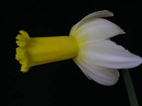 Narcissus Phalarope (grupo ciclamen)