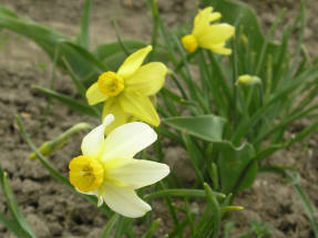Narcissus Beryl (cyclamen group)