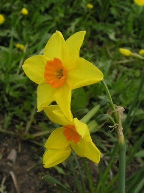 Narcissus Suzy (grup jonquiliforme)