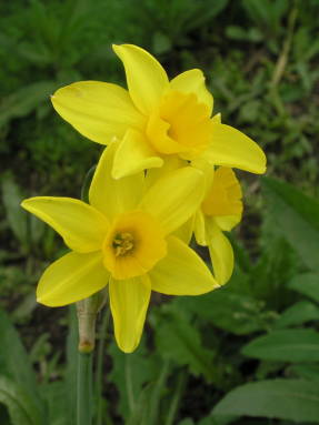 Daffodil Golden Chain (Jonquiliform group)