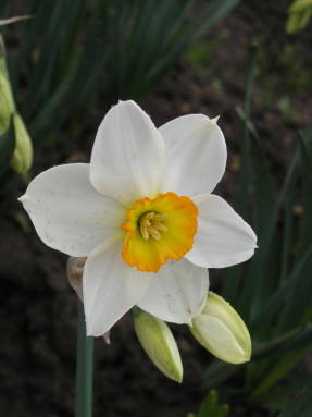 Daffodil Geranium (daffodil group)