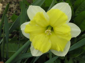 Narcissus Grapillon (split crown group)