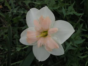 Narcissus Pasteline (grupo de corona dividida)