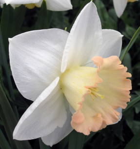 Narcissus Bramley (gran grup coronat)