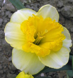 Narcissus Curly (gran grupo coronado)