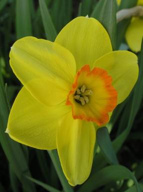 Narcissus Montego (grupo de corona pequeña)