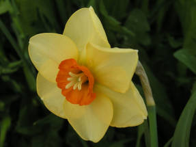 Narcissus Altruist (ছোট-মুকুটধারী দল)