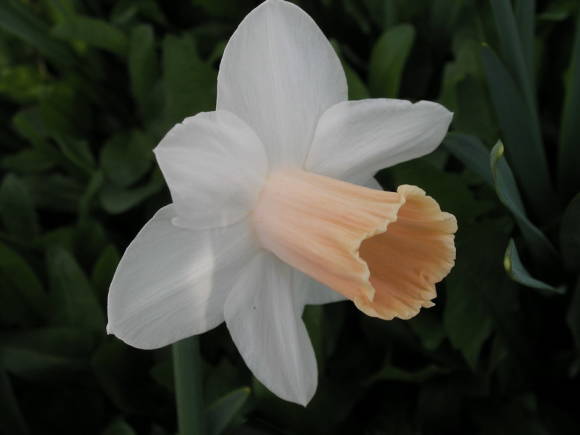 Narcissus At Dawning (group tubular)