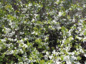 شوكة برية (Prunus spinosa) ، مزهرة جماعية