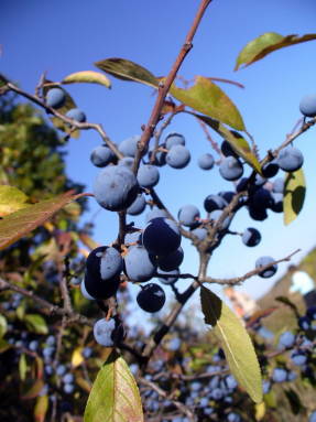 Vildtørn (Prunus spinosa)