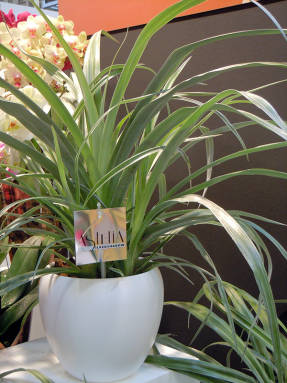 Astelia - a plant with a metallic sheen