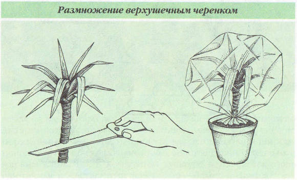 Propagation of dracaena by a vkushechny cuttings
