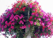 Una de las cestas de flores de Gante
