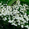 Healing honey from black elderberry flowers