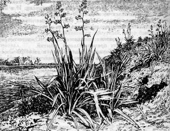 New Zealand flax (illustration from the book by J. Verne