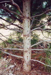 Cédrový strom napadnutý podkôrnym hmyzom