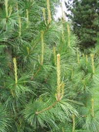 Cedar: problems of transplanting large trees, diseases and pests