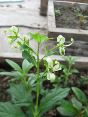 Elliottia-bladblader (Elliottia bracteata)