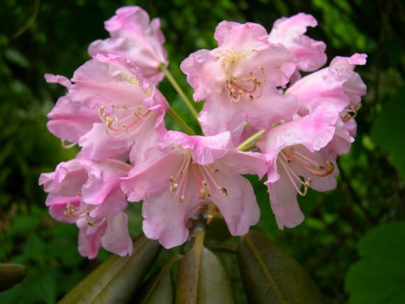 Degrona rododendrs (Rhododendron degronianum ssp degronianum)
