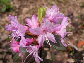 Rododendro racemosum (Rhododendron racemosum)