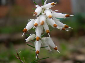 Erica herbácea alba