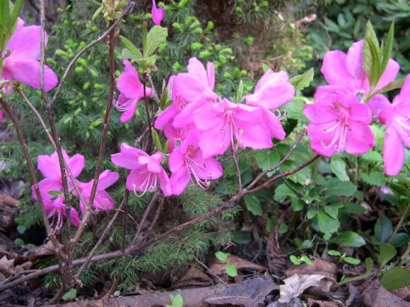 Rododendron albrecht (Rhododendron albrechtii)