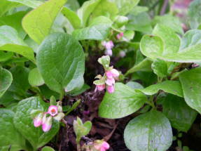 Redberry (Vaccinium praestans)